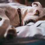Are Flea and Tick Collars Safe for Your Dog's Skin and Coat? Exploring the Risks and Benefits