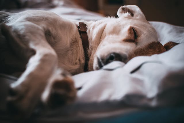 Are Flea and Tick Collars Safe for Your Dog's Skin and Coat? Exploring the Risks and Benefits