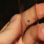 Disproving Widespread Misconceptions About Lyme Disease Diagnosis