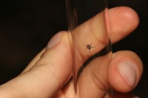 Disproving Widespread Misconceptions About Lyme Disease Diagnosis