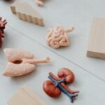 Easy Tips for Maintaining Happy and Healthy Kidneys