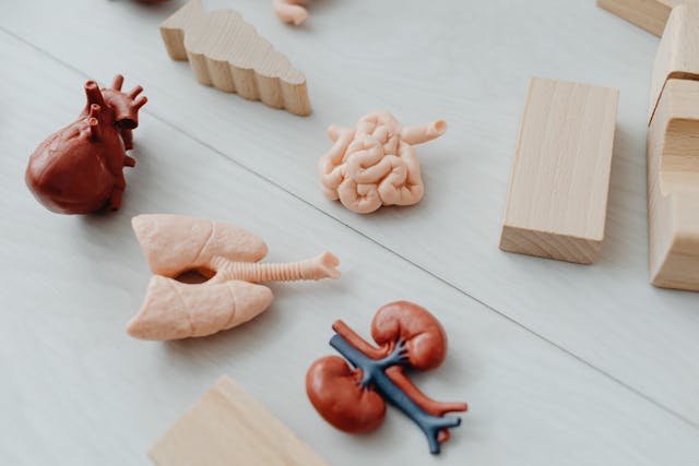 Easy Tips for Maintaining Happy and Healthy Kidneys