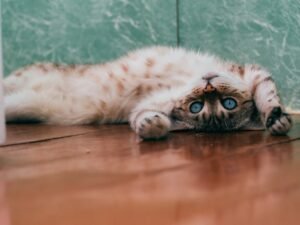 Comprehending and Alleviating Separation Anxiety in Cats