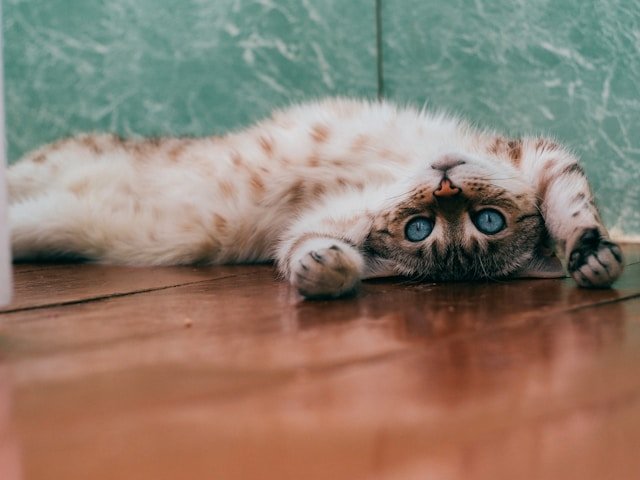Comprehending and Alleviating Separation Anxiety in Cats